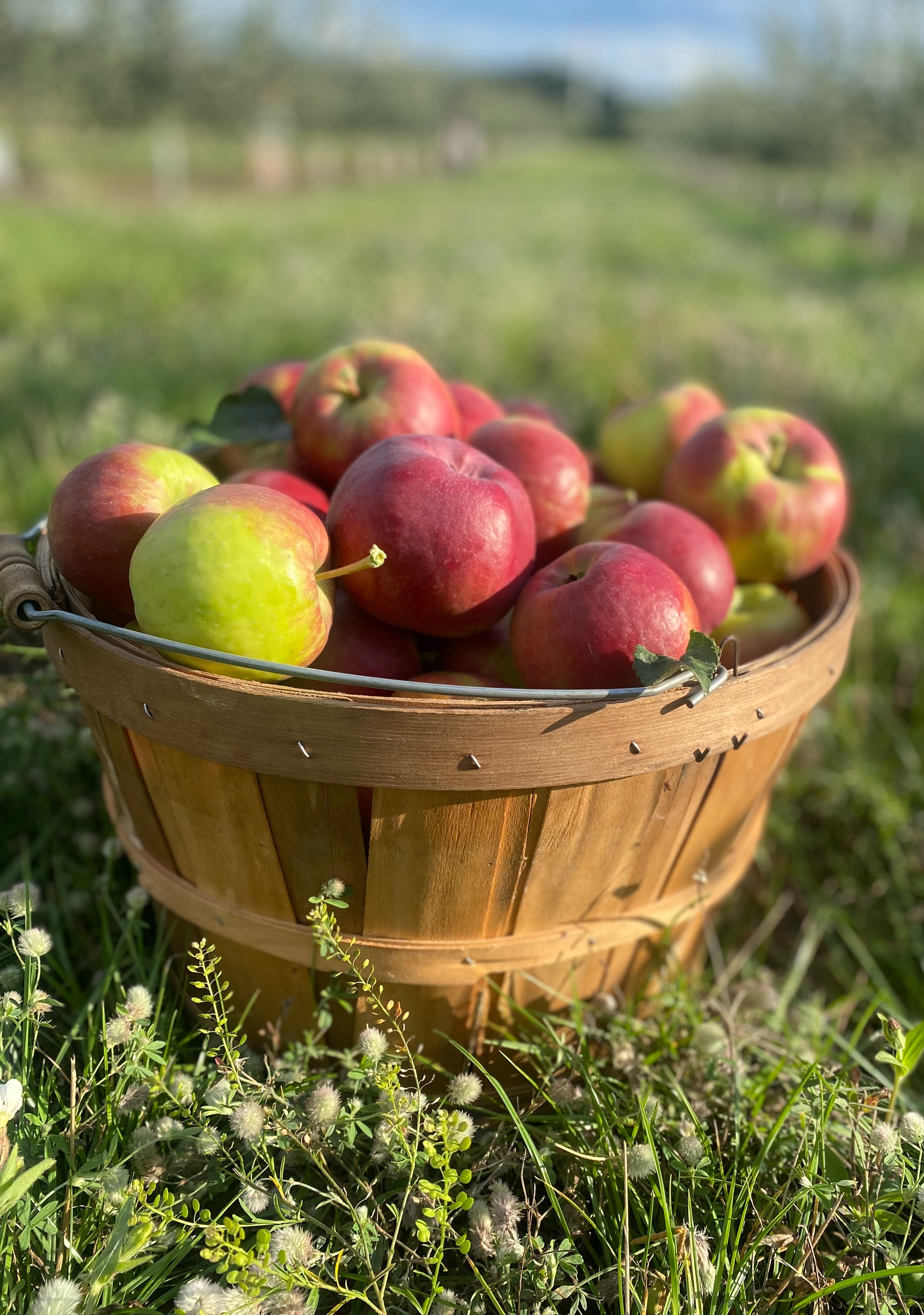 New Apple Varieties for 2023 | Schultz Fruitridge Farms